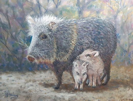 "Javelina Haven"