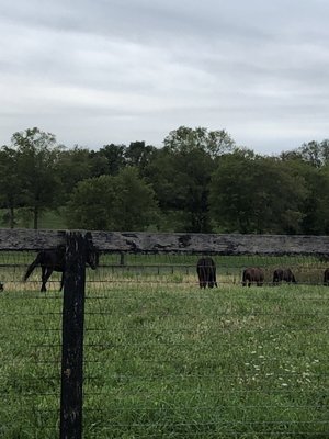 Horse farm next to park