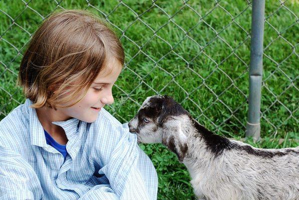 Campers are able to have hands on experience with our farm animals!