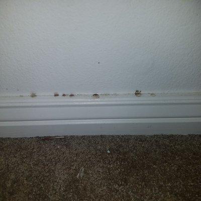 House FULL of mold, bathtub us rusted and unsafe. Door doesn't lock, we use knives