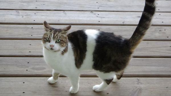 Our sweet porch cat saying goodbye.