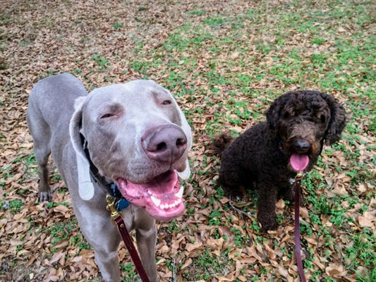 Spanish Water Dog and Weimaraner