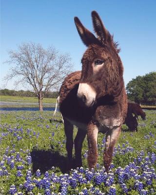 Burro Captured by Joyce Kay Weaver near Ennis TX All Rights Reserved