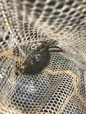 Baby blue crab