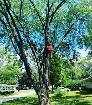 Liberty Tree Service