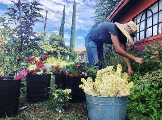 Our flowers being cut for arrival at the shop