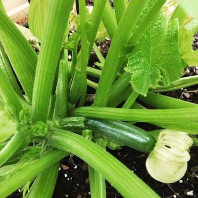 Zucchini blooming!