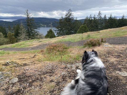 Our dog looks over the San Juans.