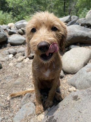 Top Notch Labradoodles