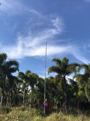 Foxtail palms