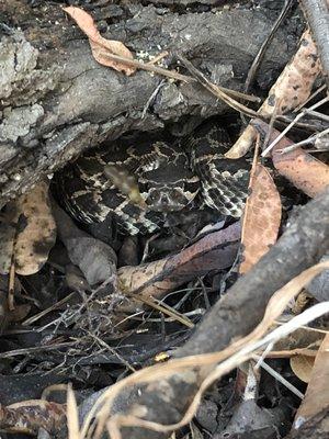 Snake in a backyard