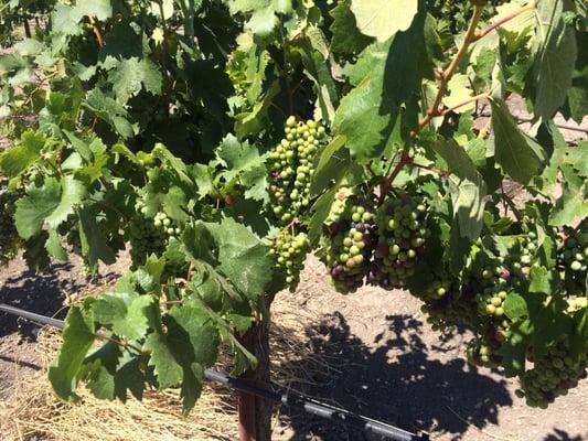 Zinfandel grapes starting to ripen at Whalerock Vineyard! 8/12/15