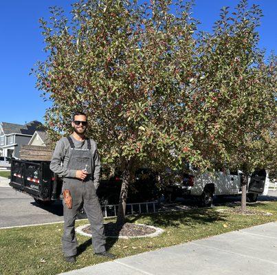 BranchWorks tree pruning in Orem, Utah