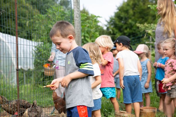 Feeding the chickens