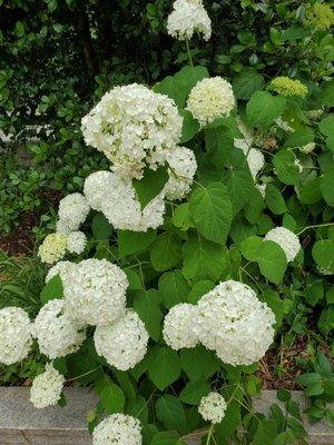 Hydrangea at the Pollinator Garden