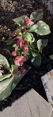 Hellebore red roses can be planted as long as ground isn't frozen.  Planted 1/05/2022