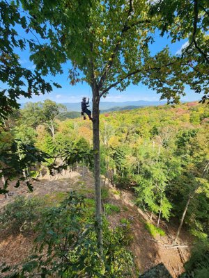 Recent view cut on Beech Mountain, Nc