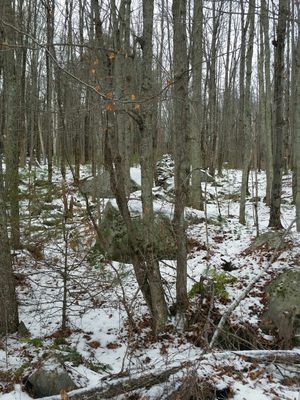 Boulders and an old stonewall