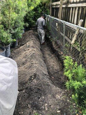 Planting a Instant hedge, 10 ft. tall Podocarpus.