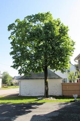 A very sick Norwegian Maple