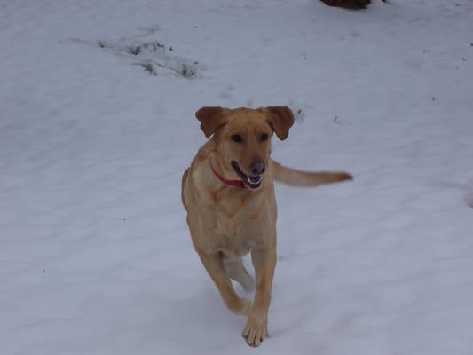 Buddie at play Snow Day