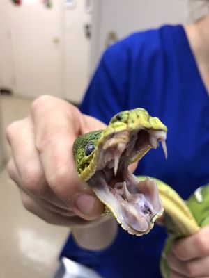 Emerald Tree Boa