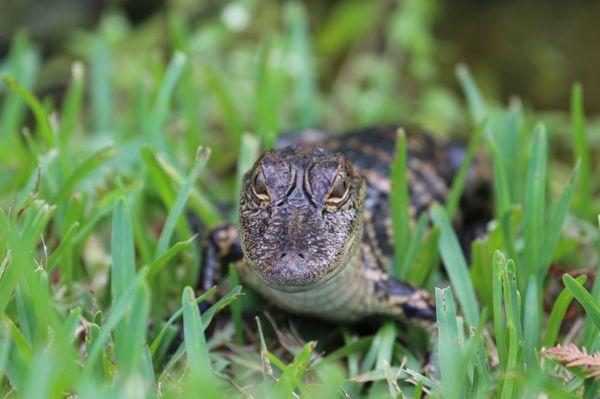 Wild alligator