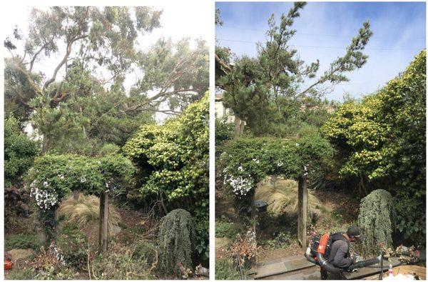 Before and after tree trimming and removal