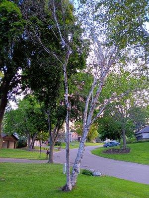 Just the (smaller) birch trunk on the left