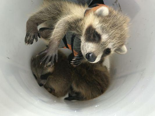 Safely removed a raccoon family from a soffit!