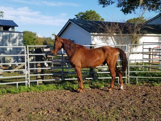 Sriracha in the round pen