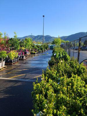 Boxwood shrubs