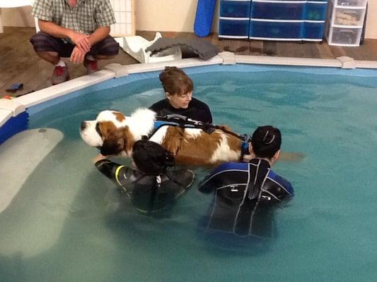 Learning to swim was easier than walking for Kipper at this point.