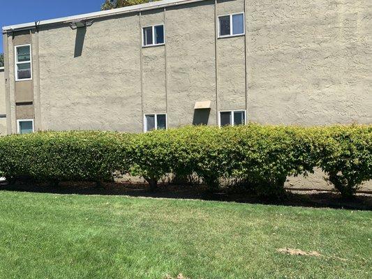 Bushes growing high blocking residents' windows