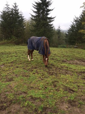 Mocha enjoying the grass