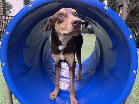 Pac Enjoying some fun outdoor time. He loved the tunnel