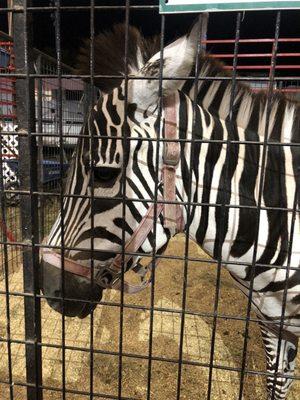 Petting zoo Zebra