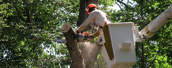 Tree and Shrub Removal