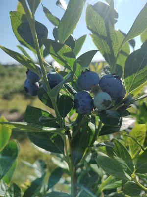 Blueberries