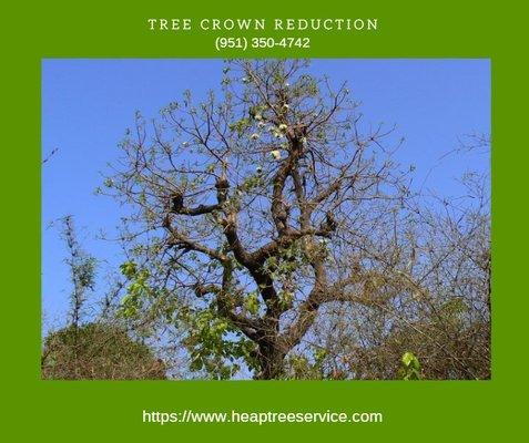 Tree Crown Reduction