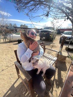 Barn Cats