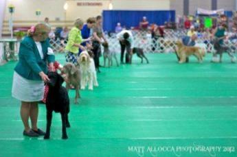 Dog Show