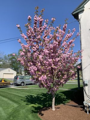 This is a beautiful lawn that Mr. Grounds Keeper cares for!