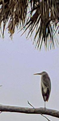 Blue heron