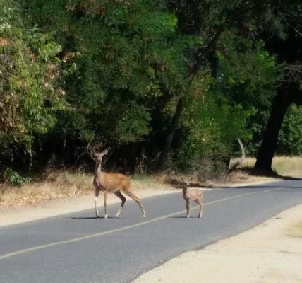 Just some of our neighbors walking along the American River Parkway located next to our community.