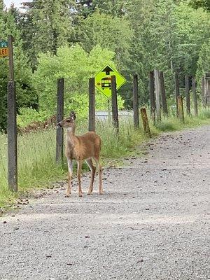 Lake Youngs Trail escapee