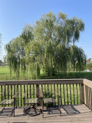 Willow was  to the ground & over my fence. Luis made suggestions on how to trim & cleaned up all brush.