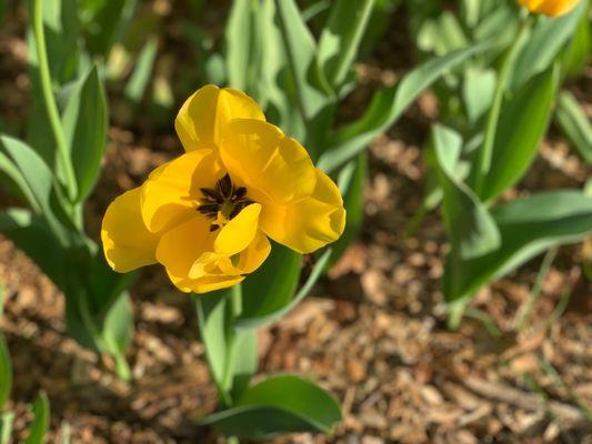 Pretty spring tulips.