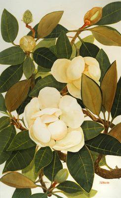 Magnolias titled
"Maggie the Great II"