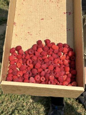 Hand picked raspberries